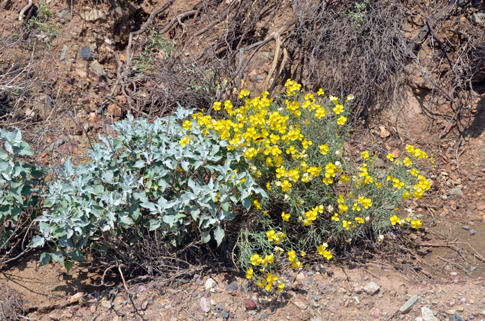 Whitestem Paperflower are found in lower and upper deserts, Creosote (Larrea) Bush communities, dry areas, rocky hillsides, mesas, plains, sand, and gravel washes. Note Creosote Bush (Larrea) in photo. Psilostrophe cooperi